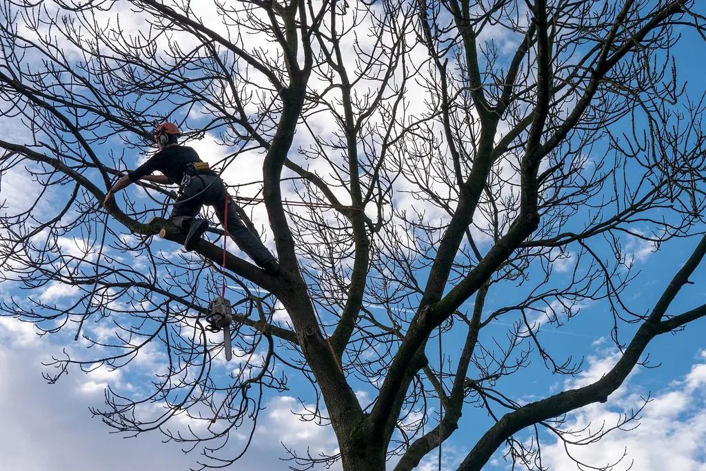 A tree surgeon roped in high in the bare crown of a large tree