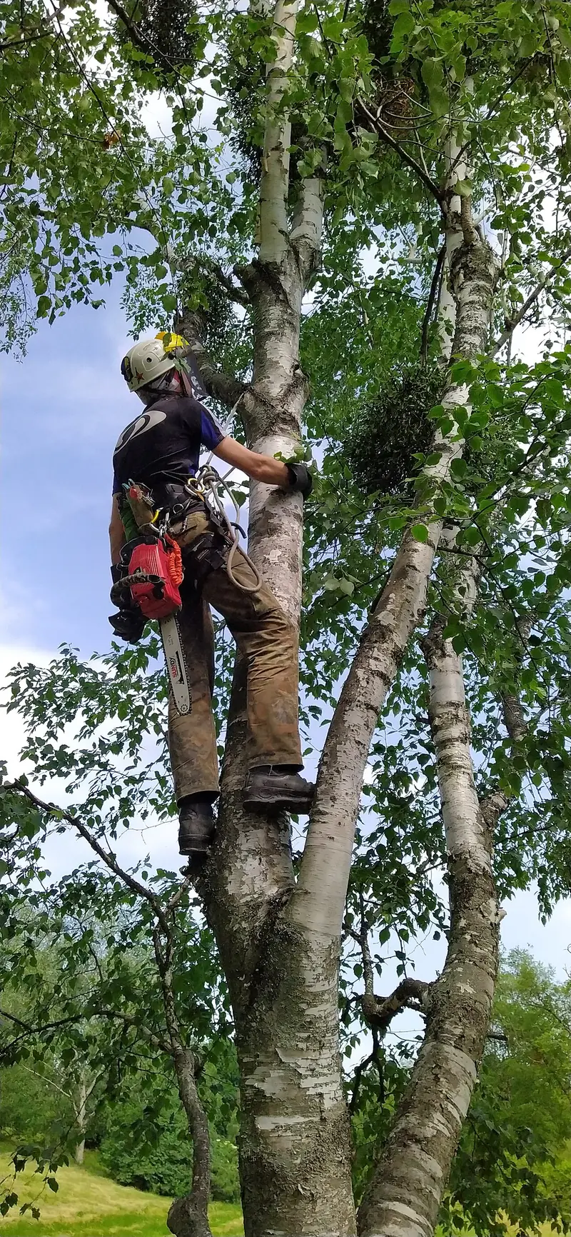 A climber with a chainsaw clipped to the harness working up a birch tree